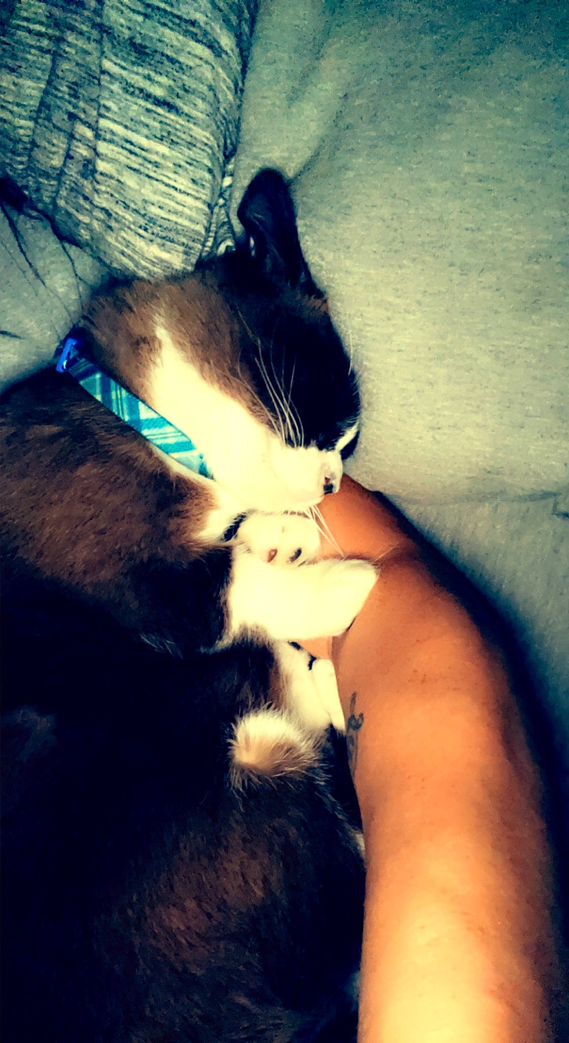 Gomez joined the competition — help win amazing prizes! azure, blue, carnivore, cat, cloud, comfort, domestic_short_haired_cat, elbow, electric_blue, felidae, foot, fur, human_leg, paw, small_to_medium_sized_cats, snout, tail, thigh, tints_and_shades, whiskers