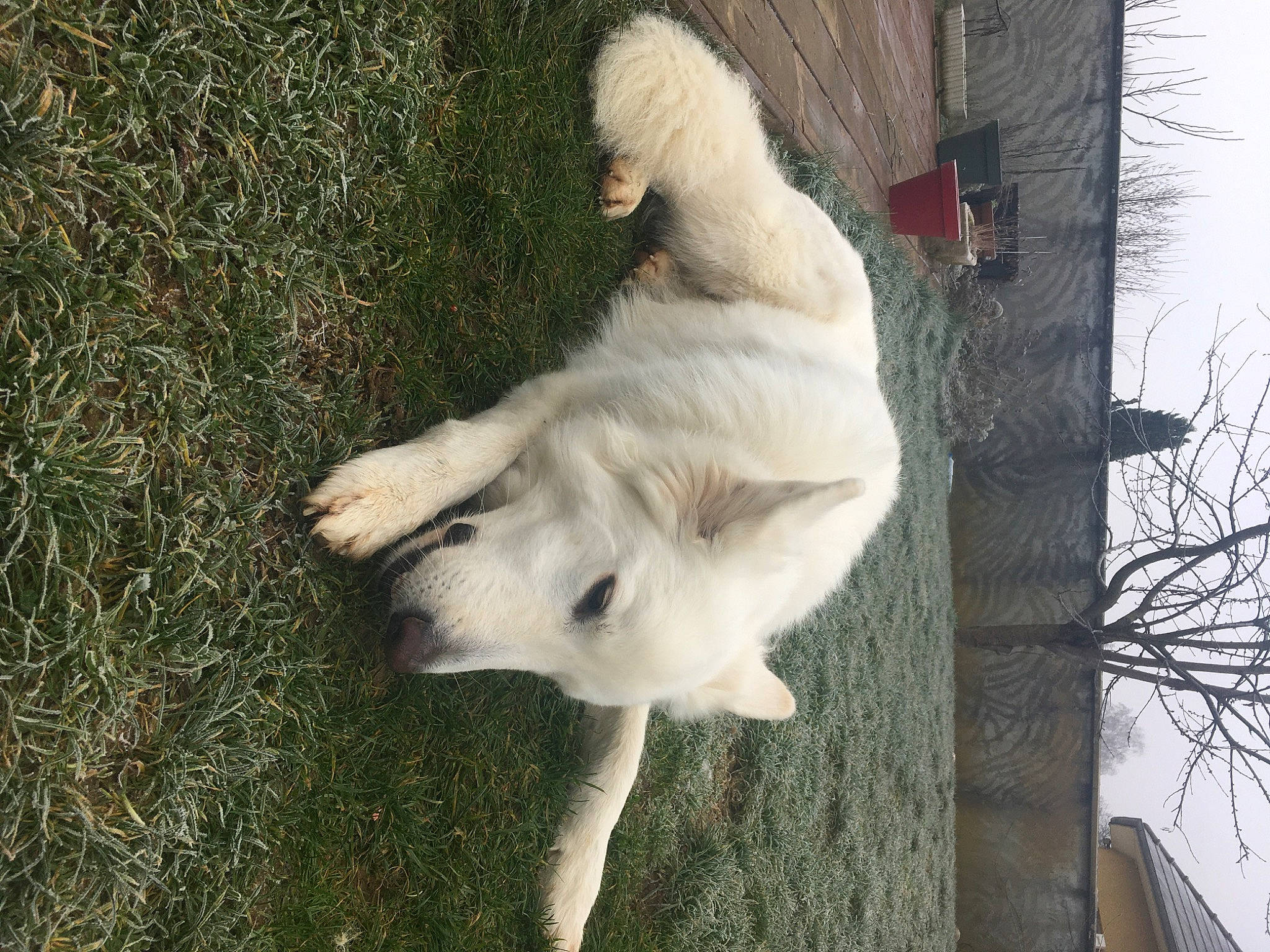 Akira a rejoint le concours — aidez-le/la à gagner de superbes lots ! canidae, carnivore, companion_dog, dog, dog_breed, fawn, fur, grass, non_sporting_group, plant, sky, sporting_group, tail, tree, winter