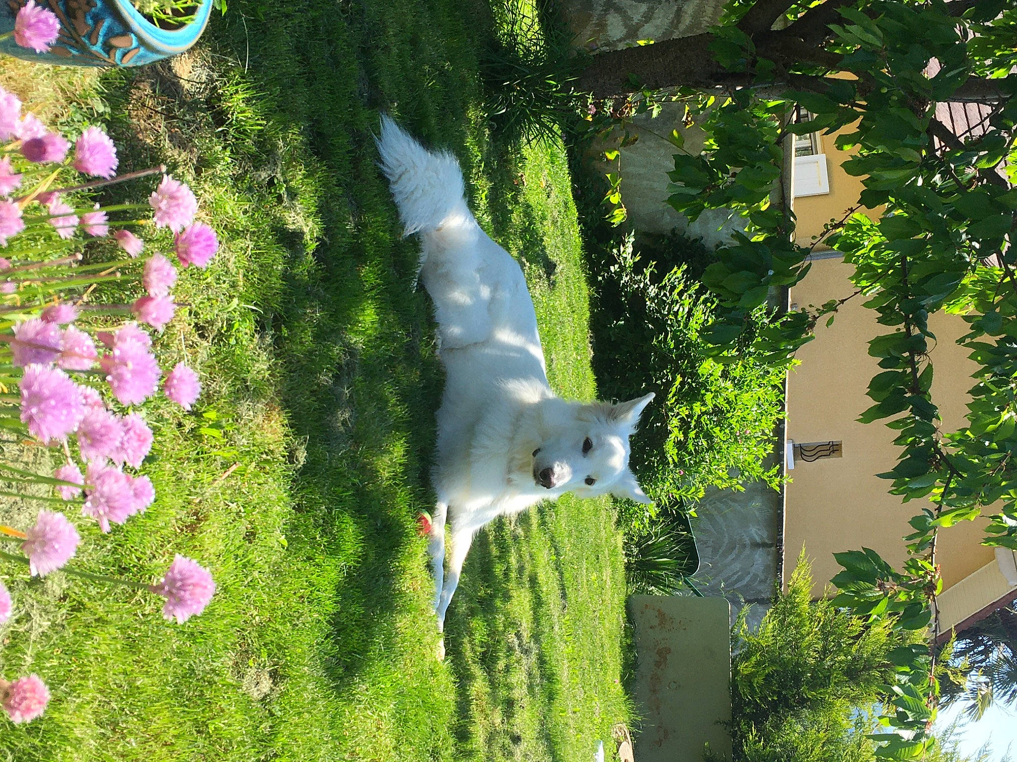 Akira a rejoint le concours — aidez-le/la à gagner de superbes lots ! biome, botany, building, carnivore, fawn, felidae, flower, grass, green, groundcover, house, landscape, leaf, petal, plant, shrub, tail, tree, vegetation, window