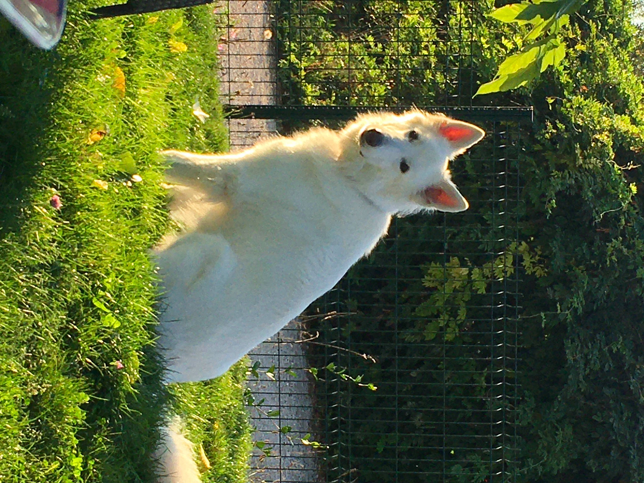 Akira a rejoint le concours — aidez-le/la à gagner de superbes lots ! canidae, carnivore, cockatoo, companion_dog, dog, dog_breed, fawn, felidae, fur, grass, plant, small_to_medium_sized_cats, snout, sporting_group, sunlight, tail, terrestrial_animal, tree, whiskers, wood