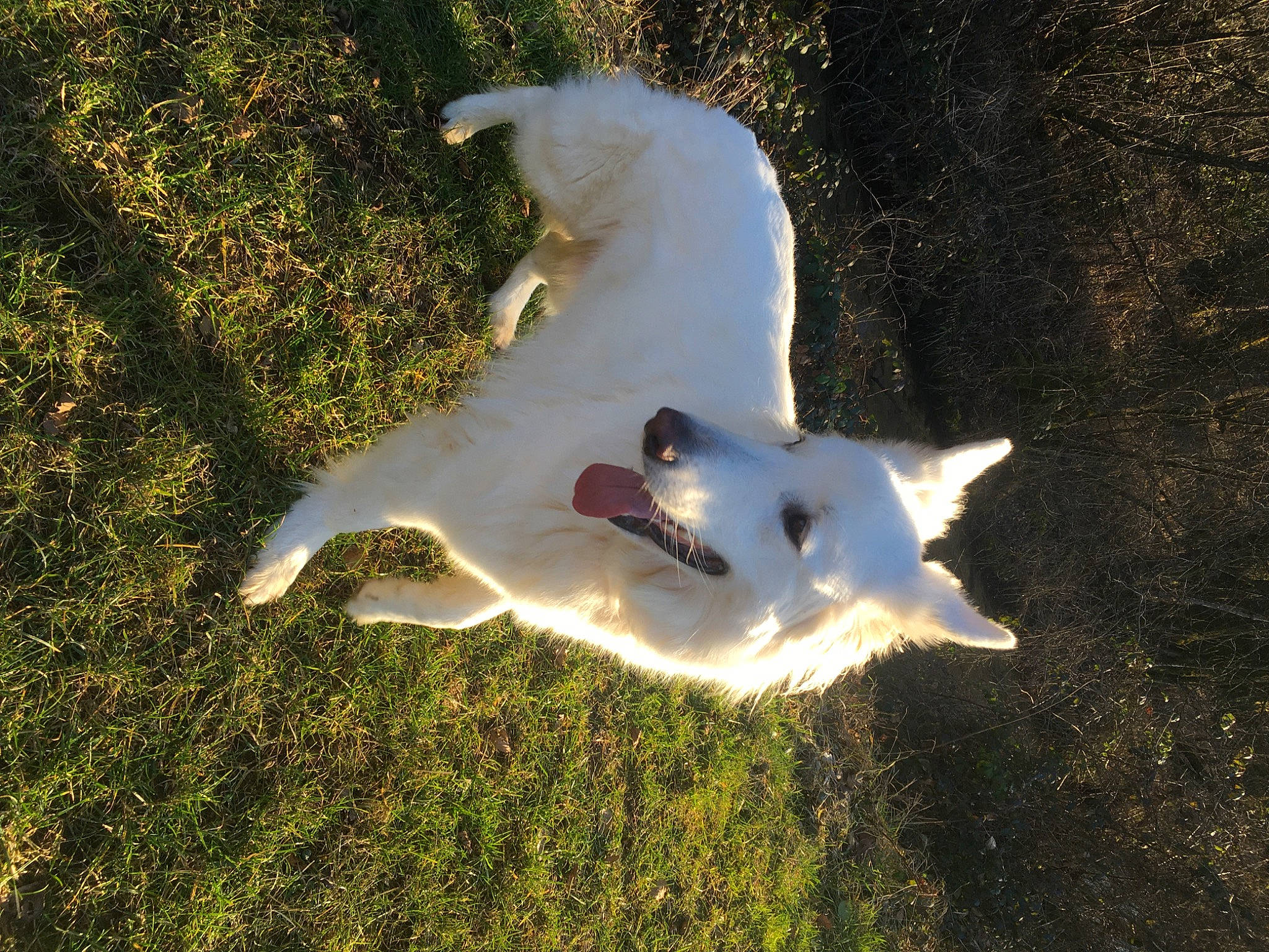 Akira a rejoint le concours — aidez-le/la à gagner de superbes lots ! canidae, carnivore, companion_dog, dog, dog_breed, fawn, felidae, fur, gesture, grass, paw, shadow, sky, small_to_medium_sized_cats, sporting_group, sunlight, tail, wildlife