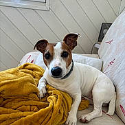 Jack a rejoint le concours — aidez-le/la à gagner de superbes lots ! animal, blanket, collar, comfort, couch, cozy, curious, dog, ears, fur, indoor, jack_russell_terrier, light, looking, paw, pet, relaxed, resting, soft, window