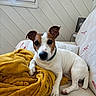 animal, blanket, collar, comfort, couch, cozy, curious, dog, ears, fur, indoor, jack_russell_terrier, light, looking, paw, pet, relaxed, resting, soft, window