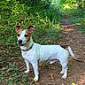 Jack participe au concours pour gagner de l'argent avec cette photo : adventure, alert, animal, brown_and_white, canine, collar, dog, earth, forest, greenery, jack_russell_terrier, leafy, nature, outdoor, pet, small_dog, standing, sunlight, trail, walking_path