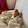 Jack a rejoint le concours — aidez-le/la à gagner de superbes lots ! blanket, brown, comfort, couch, cozy, dog, fur, home, indoor, nap, pet, red_curtain, relaxed, resting, sleeping, small_dog, snuggled, texture, white, white_wall