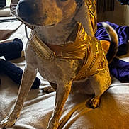 Jack Jack is registered to the contest to win money with this photo: dog, pet, indoor, bed, blanket, gold_jacket, fur, window, curtains, paws, tail, coat, warm_clothing, sitting, looking, curious, animal, domestic, cute, fashion