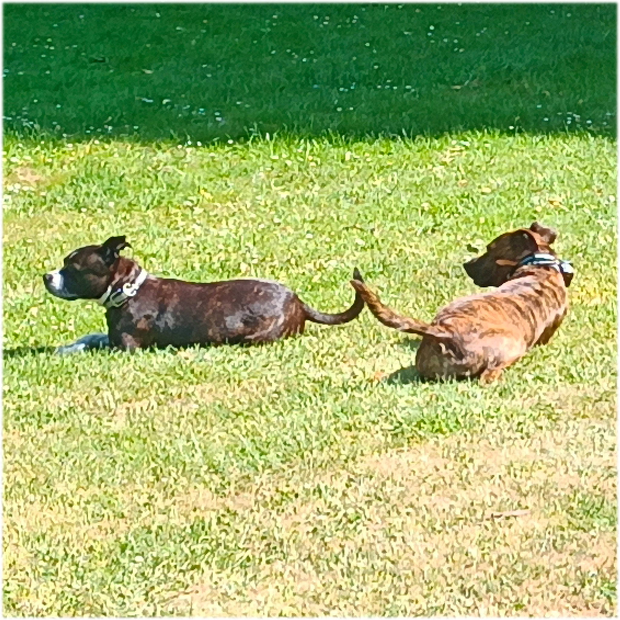 June participe au concours pour gagner de l'argent avec cette photo : canidae, carnivore, comfort, companion_dog, dog, dog_breed, fawn, grass, grassland, groundcover, hunting_dog, pasture, plant, puppy, rectangle, tail, terrestrial_animal, working_animal, working_dog