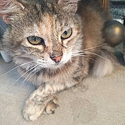 Yohna participe au concours pour gagner de l'argent avec cette photo : cat, tabby_cat, animal, pet, close_up, fur, whiskers, eyes, paws, resting, concrete, blurred_background, indoor, mammal, cute, feline, domestic_animal, calm, portrait, natural_light