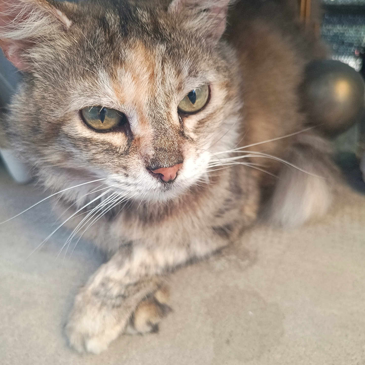 Yohna participe au concours pour gagner de l'argent avec cette photo : animal, blurred_background, calm, cat, close_up, concrete, cute, domestic_animal, eyes, feline, fur, indoor, mammal, natural_light, paws, pet, portrait, resting, tabby_cat, whiskers