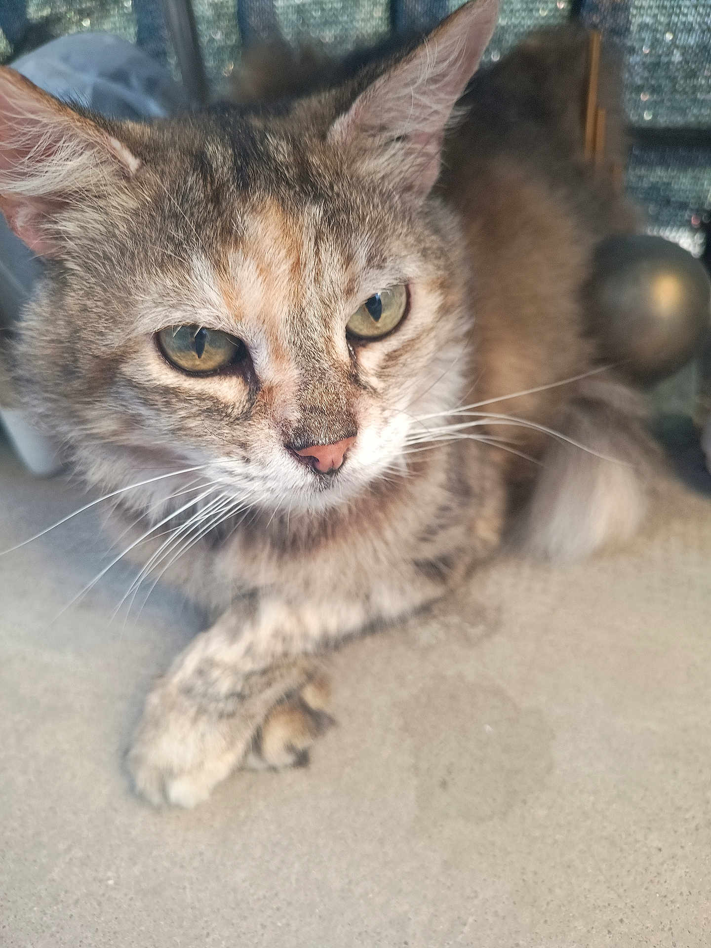 Yohna participe au concours pour gagner de l'argent avec cette photo : cat, tabby_cat, animal, pet, close_up, fur, whiskers, eyes, paws, resting, concrete, blurred_background, indoor, mammal, cute, feline, domestic_animal, calm, portrait, natural_light