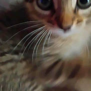 Baby joined the competition — help win amazing prizes! cat, tabby, whiskers, close_up, curious, feline, eyes, fur, pet, animal, indoor, cute, face, mammal, young, soft, nose, blur, portrait, domestic