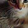 cat, tabby, whiskers, close_up, curious, feline, eyes, fur, pet, animal, indoor, cute, face, mammal, young, soft, nose, blur, portrait, domestic