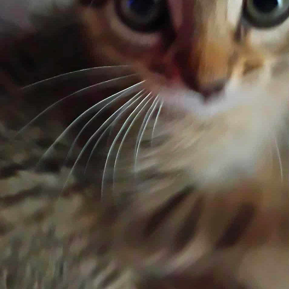 Baby joined the competition — help win amazing prizes! animal, blur, cat, close_up, curious, cute, domestic, eyes, face, feline, fur, indoor, mammal, nose, pet, portrait, soft, tabby, whiskers, young