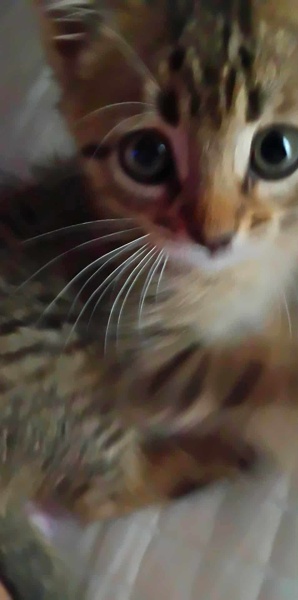 Baby joined the competition — help win amazing prizes! cat, tabby, whiskers, close_up, curious, feline, eyes, fur, pet, animal, indoor, cute, face, mammal, young, soft, nose, blur, portrait, domestic