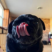 Madison joined the competition — help win amazing prizes! dog, pug, black_dog, tongue, close_up, pet, indoor, window, natural_light, animal, cute, face, fur, snout, tongue_out, expression, companion, domestic_animal, portrait, cozy