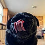 dog, pug, black_dog, tongue, close_up, pet, indoor, window, natural_light, animal, cute, face, fur, snout, tongue_out, expression, companion, domestic_animal, portrait, cozy