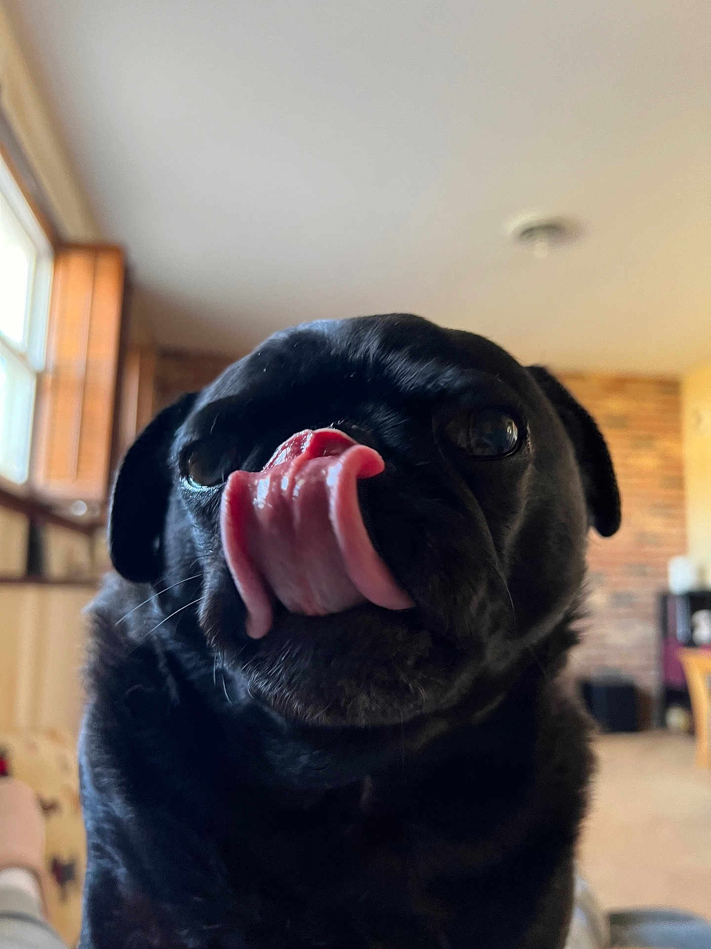 Madison joined the competition — help win amazing prizes! dog, pug, black_dog, tongue, close_up, pet, indoor, window, natural_light, animal, cute, face, fur, snout, tongue_out, expression, companion, domestic_animal, portrait, cozy