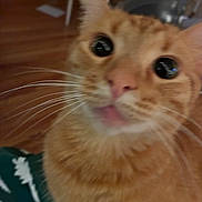 Theo is registered to the contest to win money with this photo: cat, orange_tabby, whiskers, close_up, indoor, curious, pet, feline, animal, blurred, eyes, nose, fur, table, floor, furniture, home, domestic, mammal, cute