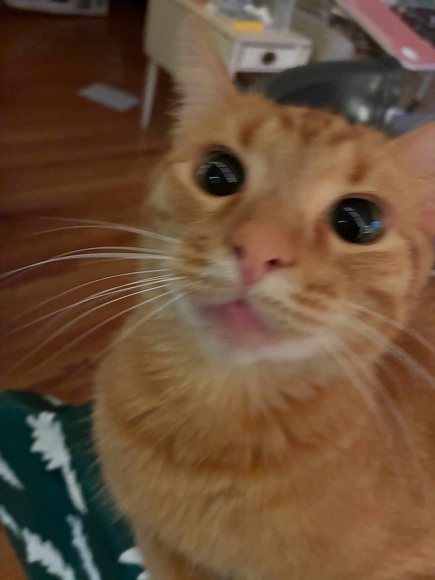 Theo is registered to the contest to win money with this photo: cat, orange_tabby, whiskers, close_up, indoor, curious, pet, feline, animal, blurred, eyes, nose, fur, table, floor, furniture, home, domestic, mammal, cute