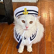 Snowbelle is registered to the contest to win money with this photo: cat, white_cat, pet, costume, sailor_hat, sailor_collar, indoor, wooden_floor, cute, fluffy, animal, domestic_cat, portrait, feline, pet_costume, face, fur, whiskers, pink_nose, sitting