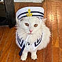 cat, white_cat, pet, costume, sailor_hat, sailor_collar, indoor, wooden_floor, cute, fluffy, animal, domestic_cat, portrait, feline, pet_costume, face, fur, whiskers, pink_nose, sitting