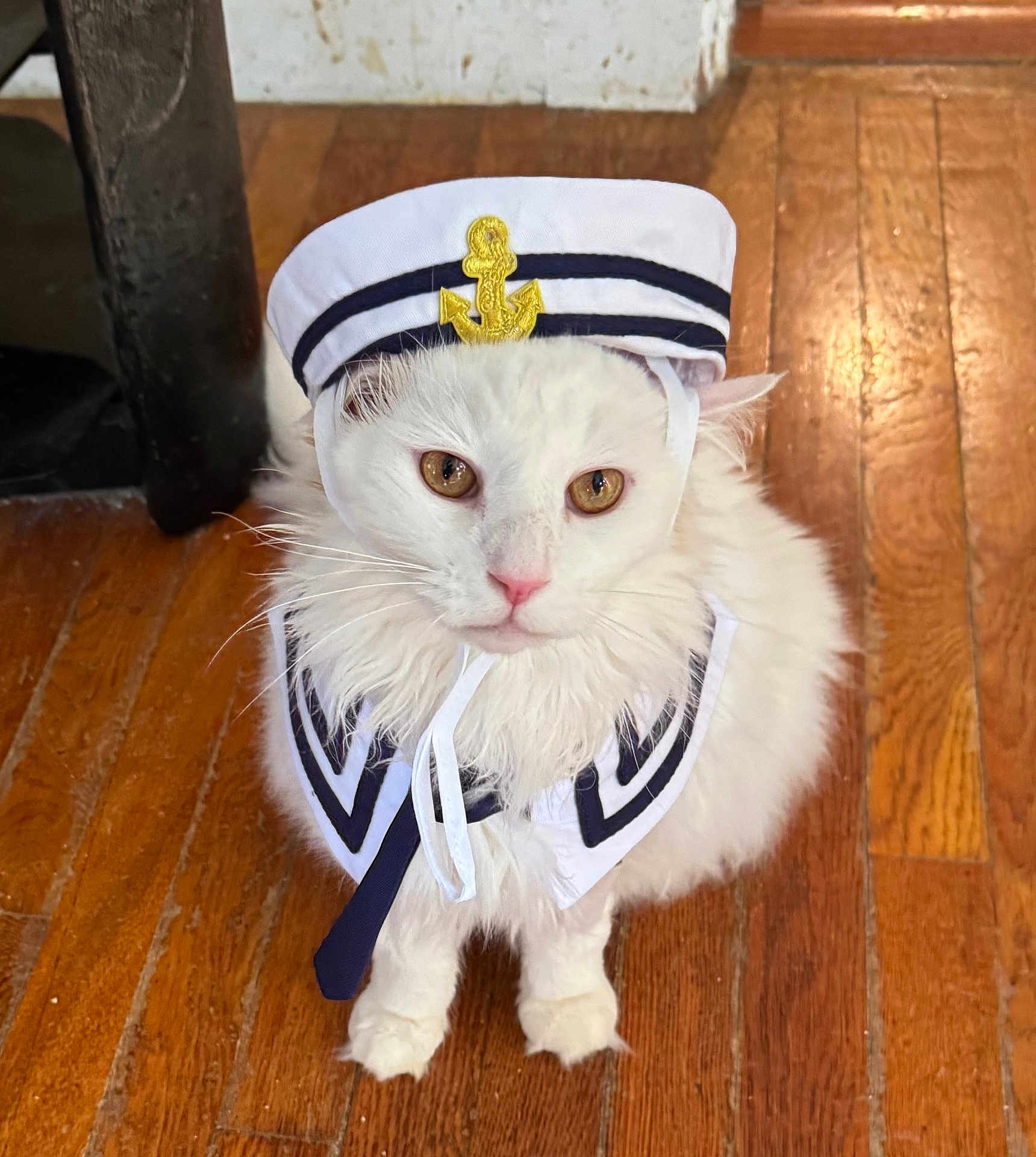 Snowbelle is registered to the contest to win money with this photo: cat, white_cat, pet, costume, sailor_hat, sailor_collar, indoor, wooden_floor, cute, fluffy, animal, domestic_cat, portrait, feline, pet_costume, face, fur, whiskers, pink_nose, sitting