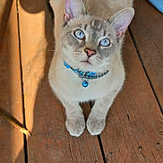 Ash is registered to the contest to win money with this photo: adorable, bell, blue_eyes, cat, close_up, collar, domestic_animal, ears, feline, fur, looking_up, paws, pet, portrait, shadow, sitting, sunlight, whiskers, wood_deck, wood_planks