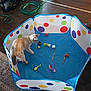 cat, kitten, playpen, polka_dot, toy, pet_toy, mouse_toy, ball, indoor, hardwood_floor, collar, playful, domestic_cat, colorful, rug, household, pet, closeup, floor, activity
