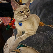 Ash is registered to the contest to win money with this photo: cat, feline, pet, collar, bell, blue_bell, fur, whiskers, paws, towel, blanket, sofa, indoor, home, furniture, close_up, portrait, sitting, looking_away, toy