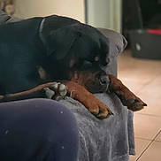 Venus a rejoint le concours — aidez-le/la à gagner de superbes lots ! dog, black_dog, couch, blanket, paws, sleeping, indoors, tile_floor, relaxed, resting, pet, animal, canine, fur, home, cozy, domestic, laying_down, companion, quiet