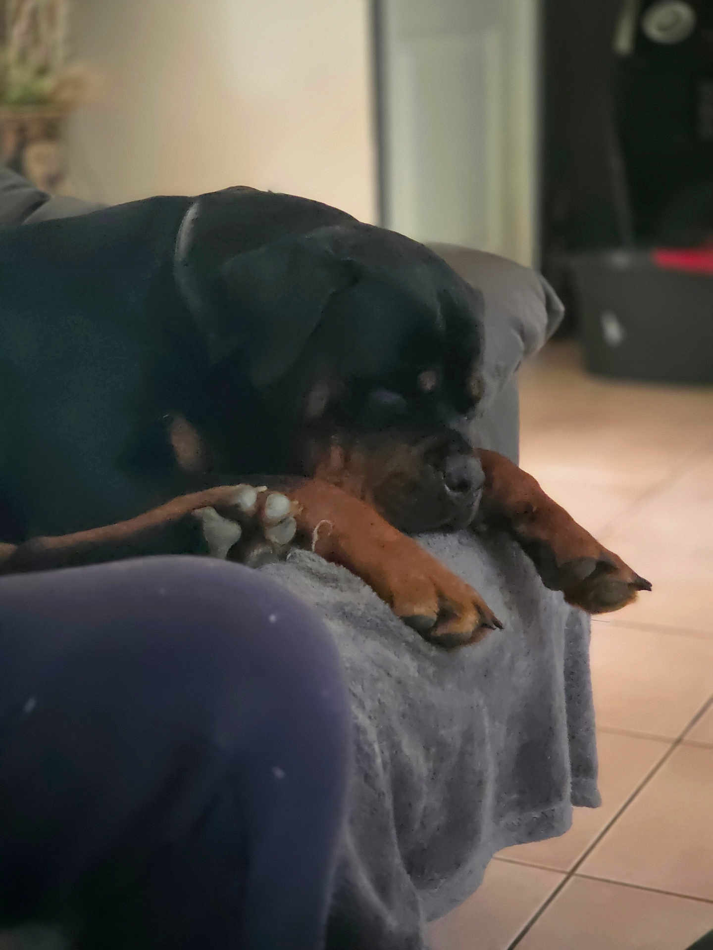 Venus a rejoint le concours — aidez-le/la à gagner de superbes lots ! dog, black_dog, couch, blanket, paws, sleeping, indoors, tile_floor, relaxed, resting, pet, animal, canine, fur, home, cozy, domestic, laying_down, companion, quiet