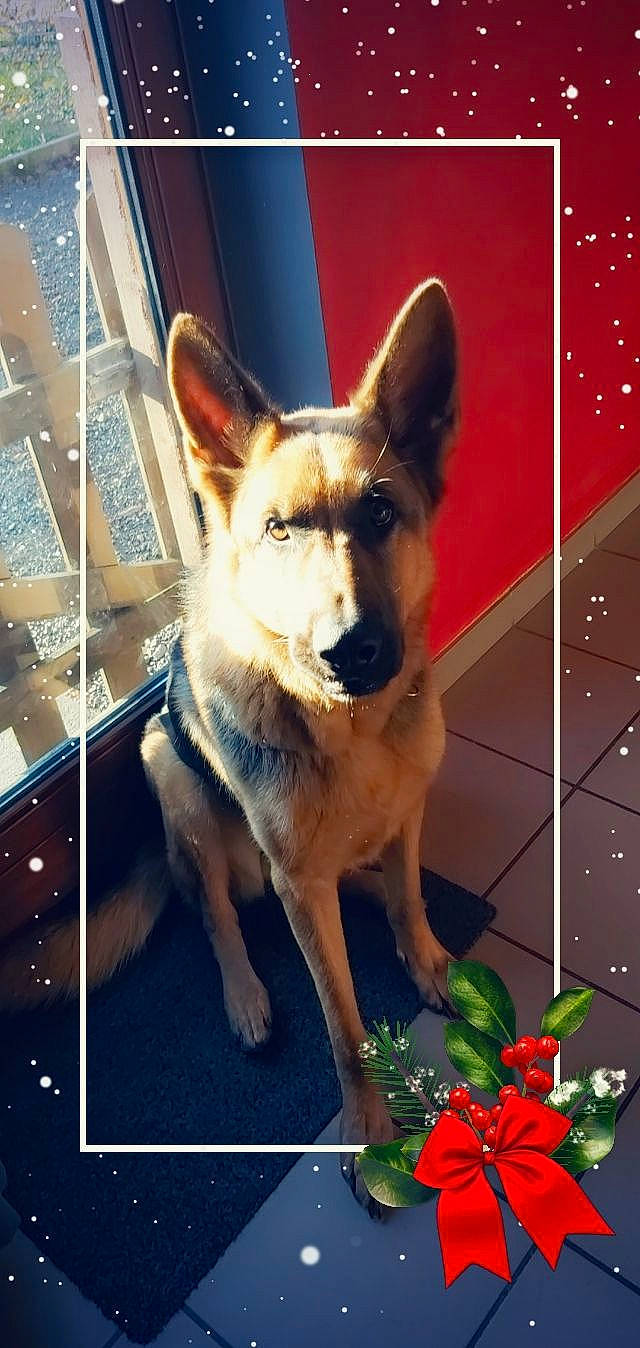 Shadow participe au concours pour gagner de l'argent avec cette photo : art, carnivore, companion_dog, dog, dog_breed, door, fawn, flower, flower_arranging, herding_dog, picture_frame, plant, rectangle, snapshot, snout, sporting_group, square, window, wood, working_animal