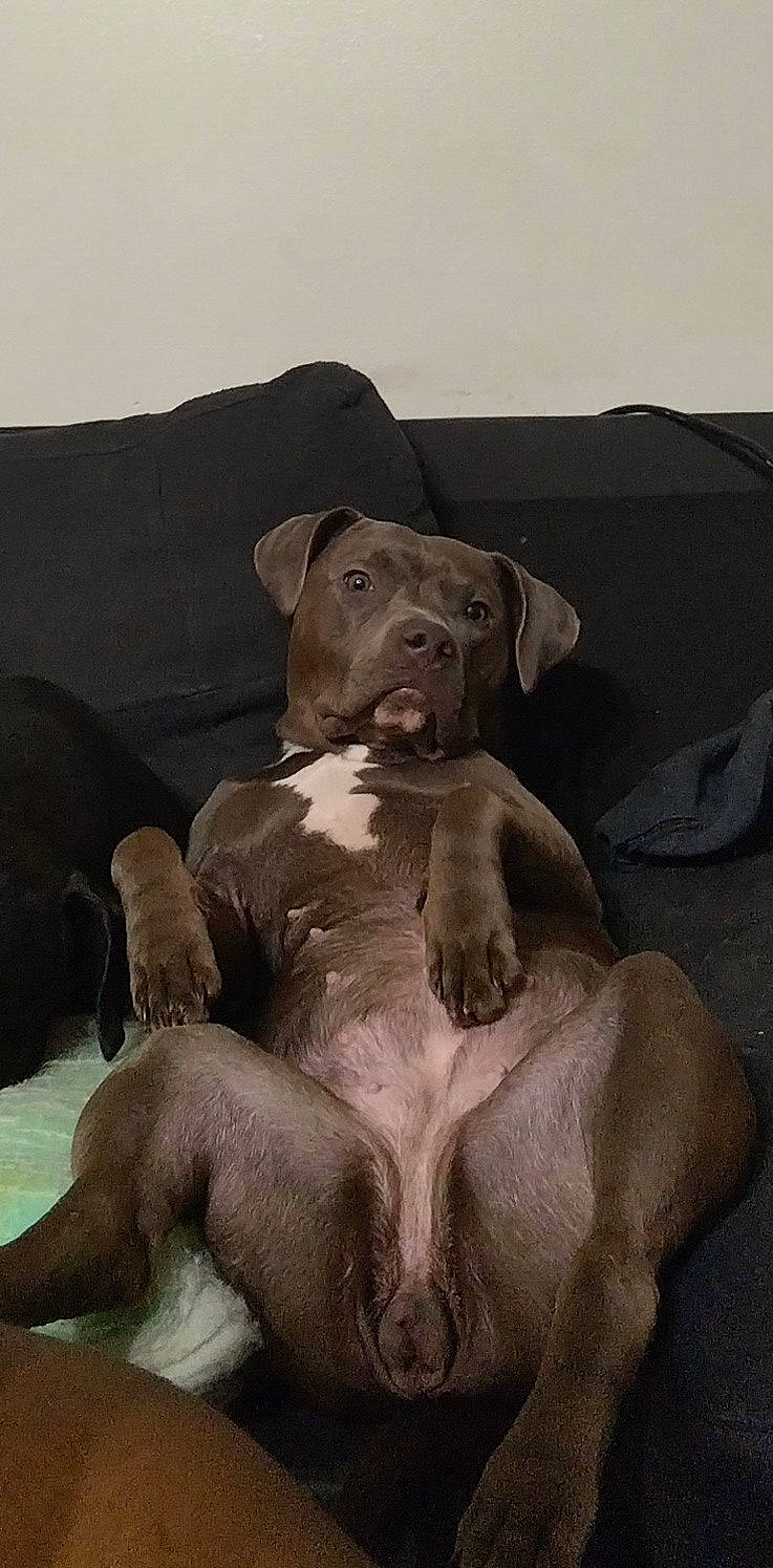 Storm joined the competition — help win amazing prizes! ancient_dog_breeds, art, brown, canidae, carnivore, comfort, companion_dog, couch, dog, dog_breed, fawn, guard_dog, liver, non_sporting_group, pet_supply, snout, sporting_group, terrestrial_animal, whiskers, working_animal