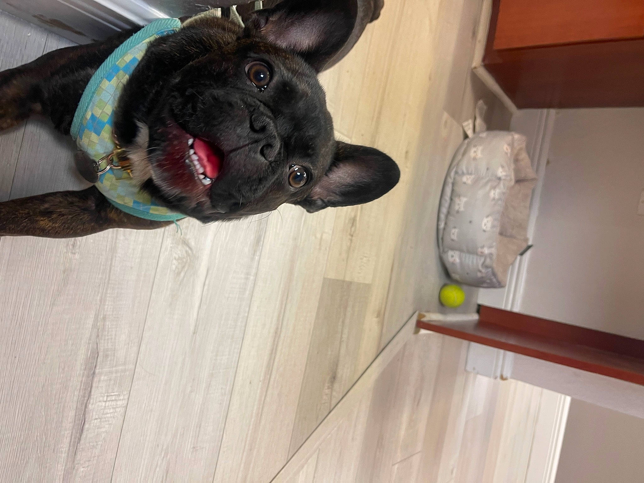 Louie is registered to the contest to win money with this photo: carnivore, collar, companion_dog, dog, dog_breed, dog_collar, dog_supply, fawn, floor, flooring, grey, hardwood, party_hat, pet_supply, snout, tail, whiskers, wood, wood_stain, working_animal