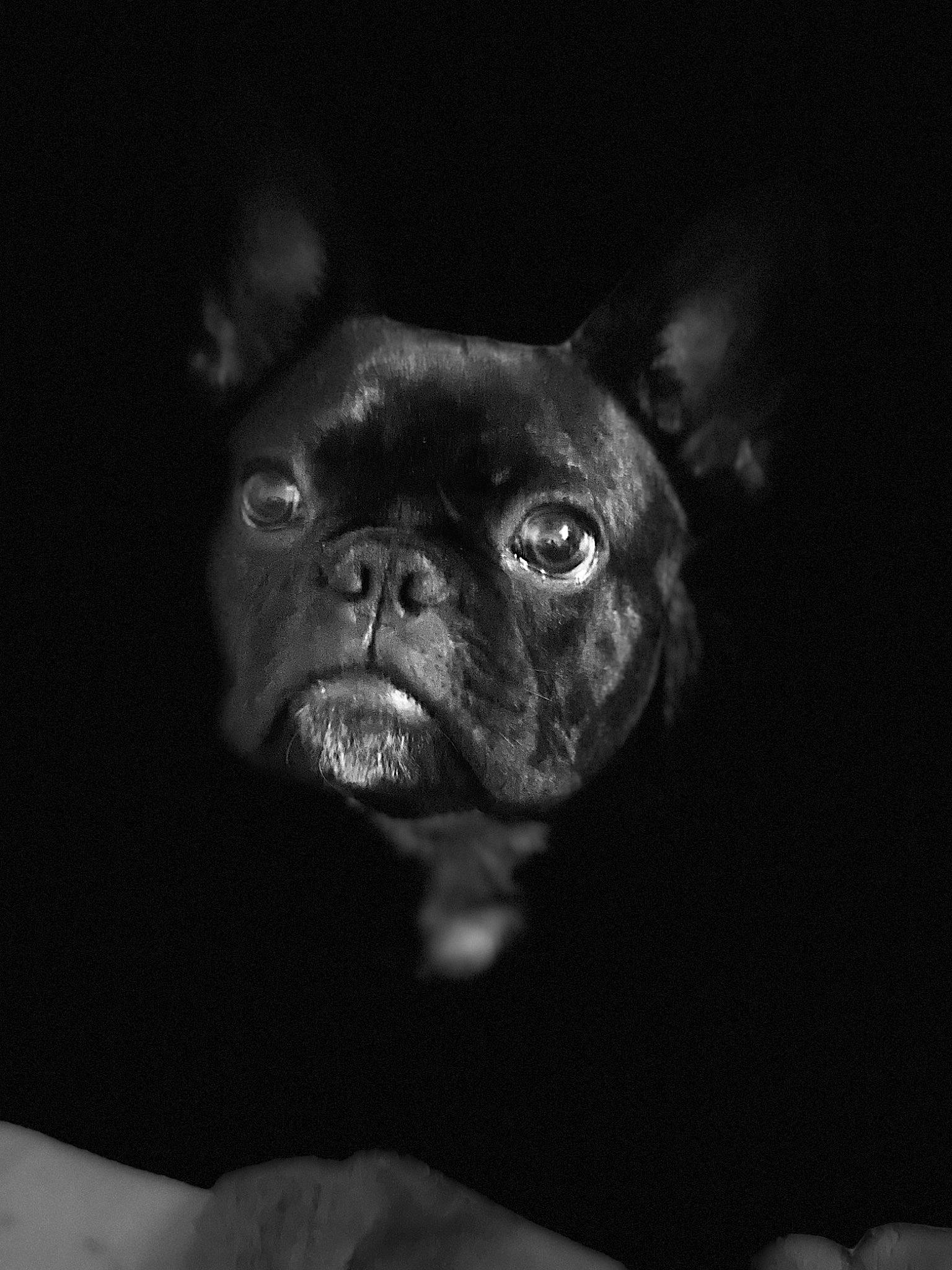 Louie is registered to the contest to win money with this photo: carnivore, close_up, companion_dog, darkness, dog, dog_breed, ear, electric_blue, fawn, flash_photography, macro_photography, monochrome_photography, pug, snout, sporting_group, terrestrial_animal, toy_dog, whiskers, working_animal, wrinkle