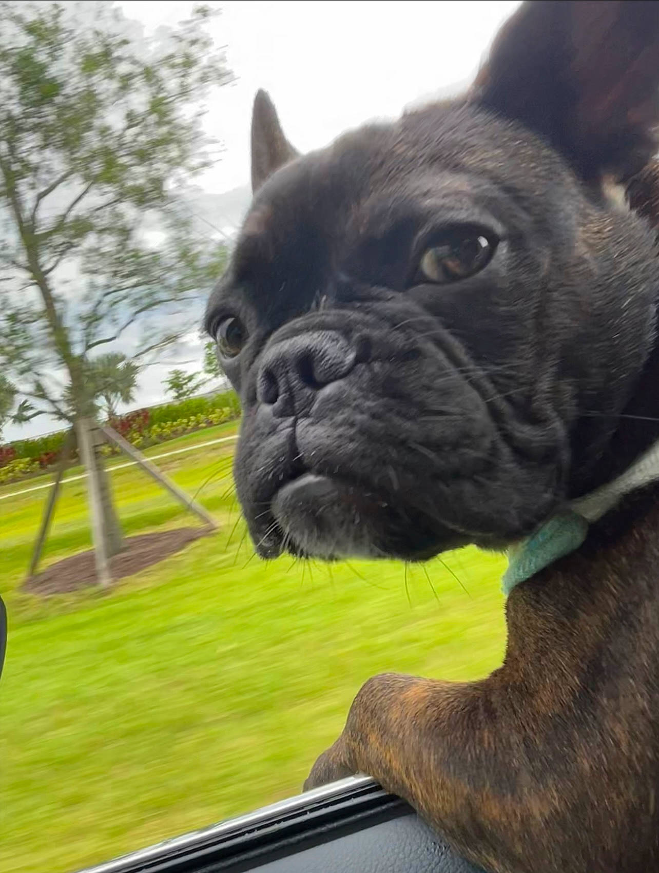 Louie is registered to the contest to win money with this photo: carnivore, close_up, collar, companion_dog, dog, dog_breed, dog_collar, ear, fawn, grass, plant, sky, snout, sporting_group, terrestrial_animal, toy_dog, tree, whiskers, working_animal, wrinkle