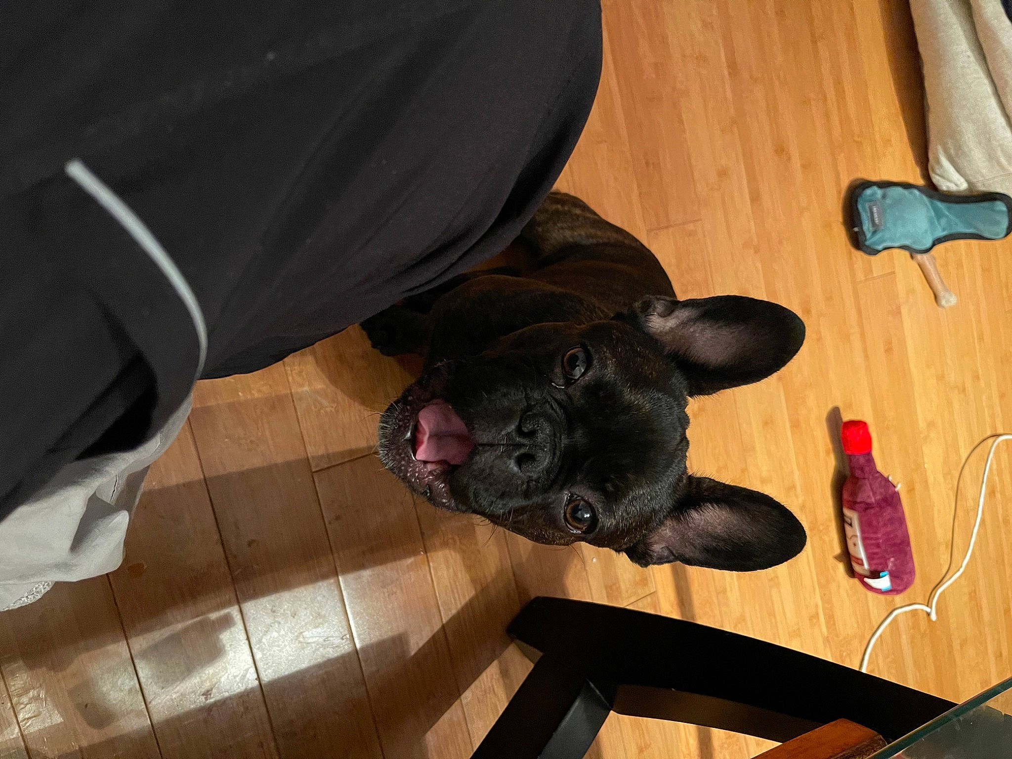 Louie is registered to the contest to win money with this photo: bottle, carnivore, comfort, companion_dog, dog, dog_breed, fawn, felidae, floor, flooring, foot, hardwood, shoe, snout, tail, toy, varnish, wood, wood_stain, working_animal