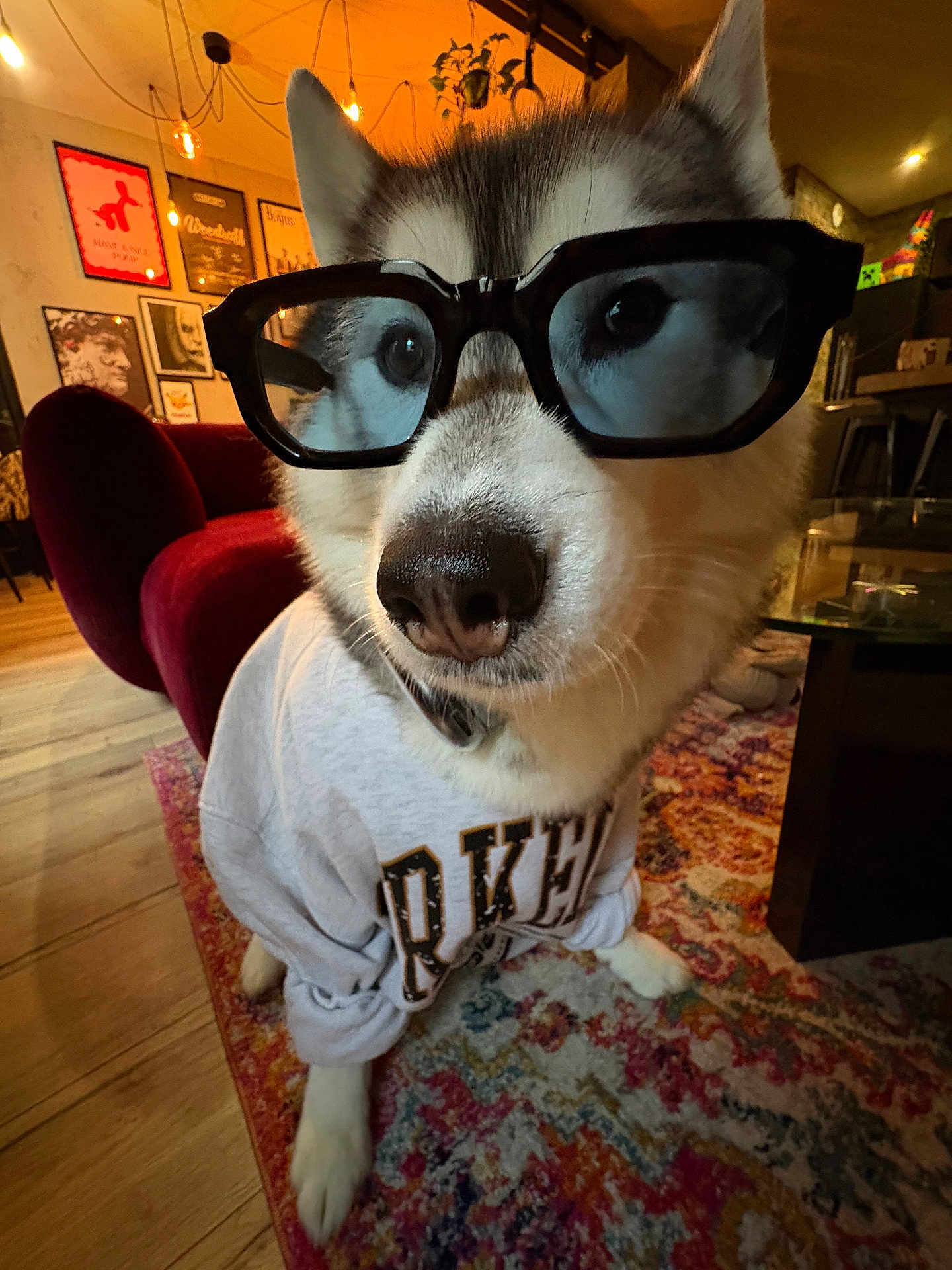 Freyja a rejoint le concours — aidez-le/la à gagner de superbes lots ! dog, husky, glasses, sweatshirt, indoor, carpet, rug, furniture, wall_art, lighting, portrait, pet, cozy, home, animal, cute, fashion, decor, floor, canine
