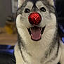 dog, husky, pet, animal, indoor, red_ornament, nose, happy, tongue_out, fur, smiling, christmas, holiday, decor, cute, domestic_animal, mammal, portrait, front_view, playful