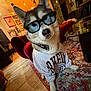 Freyja a rejoint le concours — aidez-le/la à gagner de superbes lots ! dog, husky, sunglasses, clothing, indoor, rug, furniture, sweatshirt, pet, portrait, floor, decor, lighting, living_room, cozy, casual, animal, cute, funny, home