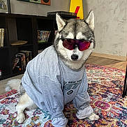 Freyja participe au concours pour gagner de l'argent avec cette photo : dog, husky, sunglasses, clothing, shirt, indoor, rug, patterned_rug, bookshelf, books, vinyl_records, floor, wood_floor, pet, animal, cool, sitting, home, casual, portrait