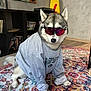 dog, husky, sunglasses, clothing, shirt, indoor, rug, patterned_rug, bookshelf, books, vinyl_records, floor, wood_floor, pet, animal, cool, sitting, home, casual, portrait