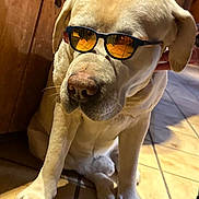 Pirate a rejoint le concours — aidez-le/la à gagner de superbes lots ! boot, canine, companion, cute, dog, ears, indoor, labrador, nose, paw, person_arm, pet, portrait, reflection, sitting, snout, sunglasses, tiled_floor, wooden_wall, yellow_labrador