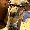 boot, canine, companion, cute, dog, ears, indoor, labrador, nose, paw, person_arm, pet, portrait, reflection, sitting, snout, sunglasses, tiled_floor, wooden_wall, yellow_labrador