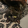 cat, black_cat, upside_down, yellow_eyes, whiskers, fur, carpet, patterned_carpet, indoor, pet, animal, relaxed, cute, feline, close_up, portrait, floor, home, domestic_animal, curious