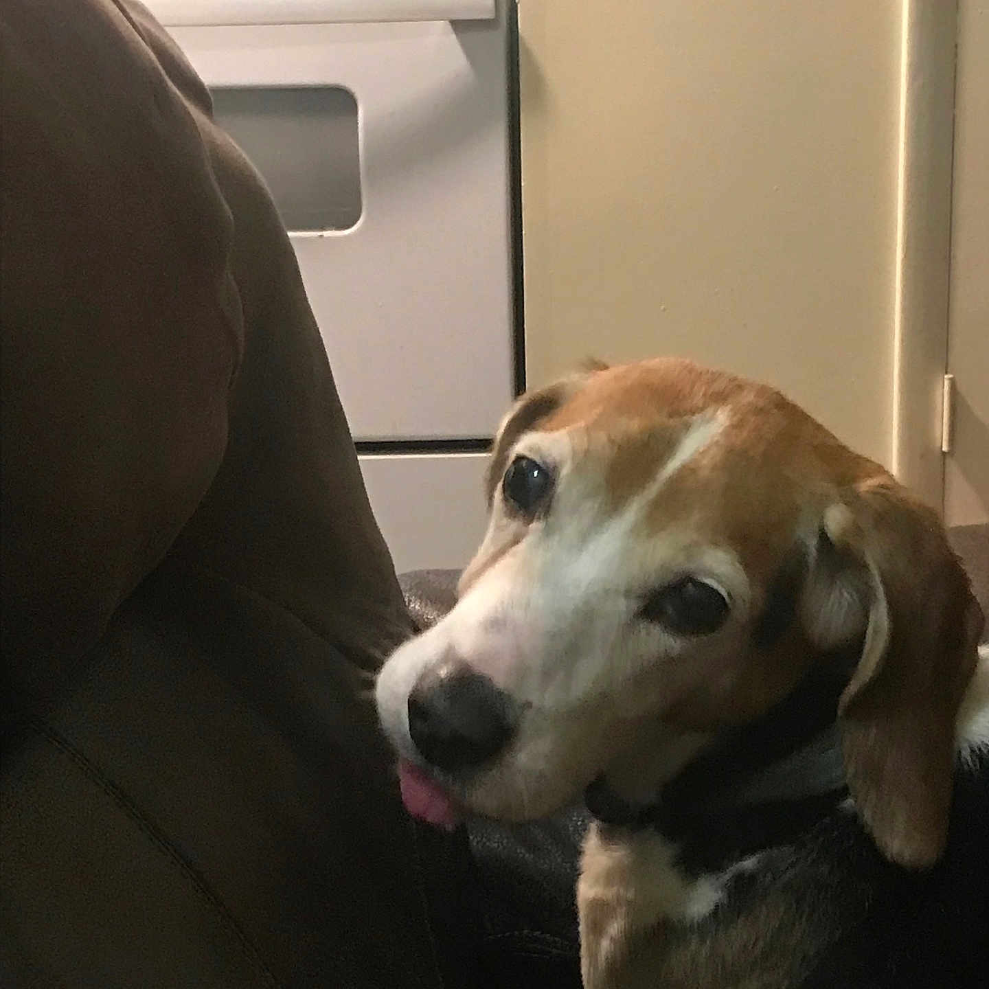 Buddy Boy is registered to the contest to win money with this photo: dog, beagle, pet, tongue_out, couch, sofa, kitchen, stove, pan, indoor, home, brown_fur, white_fur, black_fur, sitting, looking_at_camera, close_up, nose, ears, collar