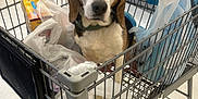 Buddy is registered to the contest to win money with this photo: beagle, dog, shopping_cart, grocery_bags, supermarket, store, tile_floor, pet, cart_wheel, metal_cart, plastic_bag, groceries, looking_at_camera, cute, portrait, indoor, aisle, collar, big_eyes, sitting