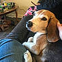 dog, beagle, pet, living_room, couch, sofa, person_hand, jeans, lap, close_up, soda_can, seven_up, coffee_table, phone, slippers, floor, fur, ear, nose, portrait
