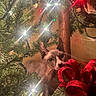 cat, hairless_cat, sphynx_cat, christmas_tree, christmas, holiday, ornaments, string_lights, red_bow, gift, present, festive, indoors, decoration, curious, wide_eyed, large_ears, portrait, warm_lighting, close_up