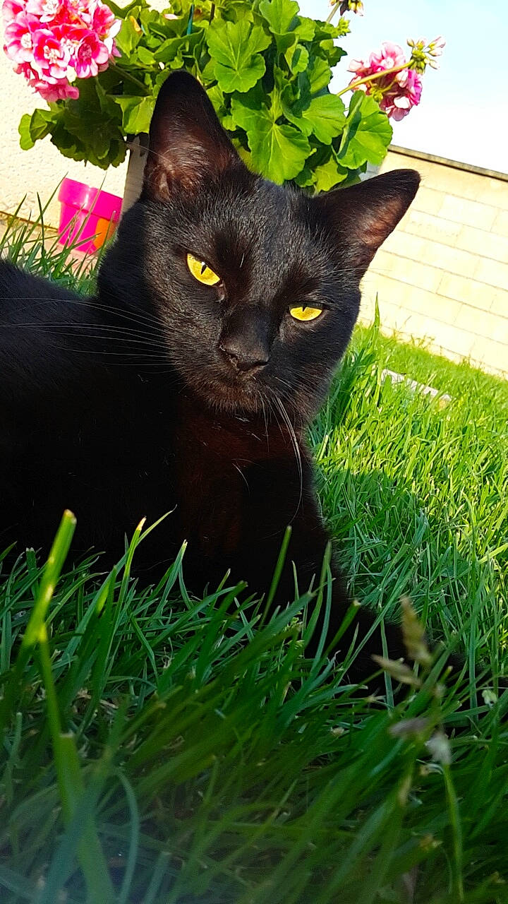 Réglisse a rejoint le concours — aidez-le/la à gagner de superbes lots ! black_cat, bombay, carnivore, cat, domestic_short_haired_cat, felidae, flower, flowerpot, grass, grass_family, green, groundcover, houseplant, lawn, plant, shrub, small_to_medium_sized_cats, snout, tail, whiskers